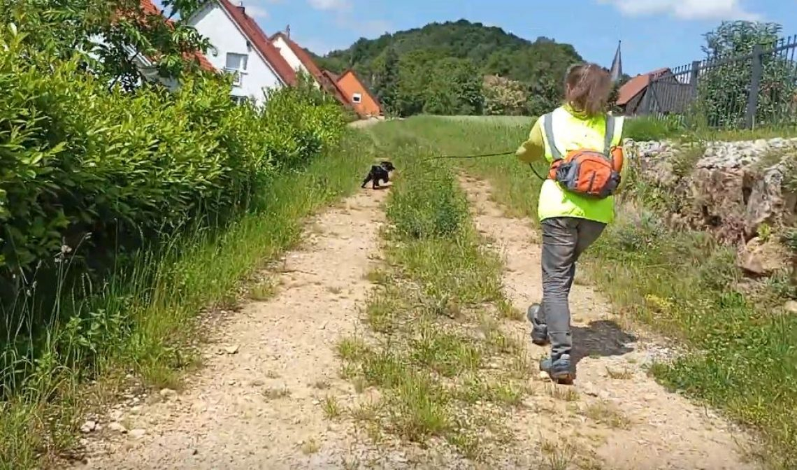 Offene TrainingsGruppen (Beschäftigung, Sport, Mantrailing, Walk & Wuff)